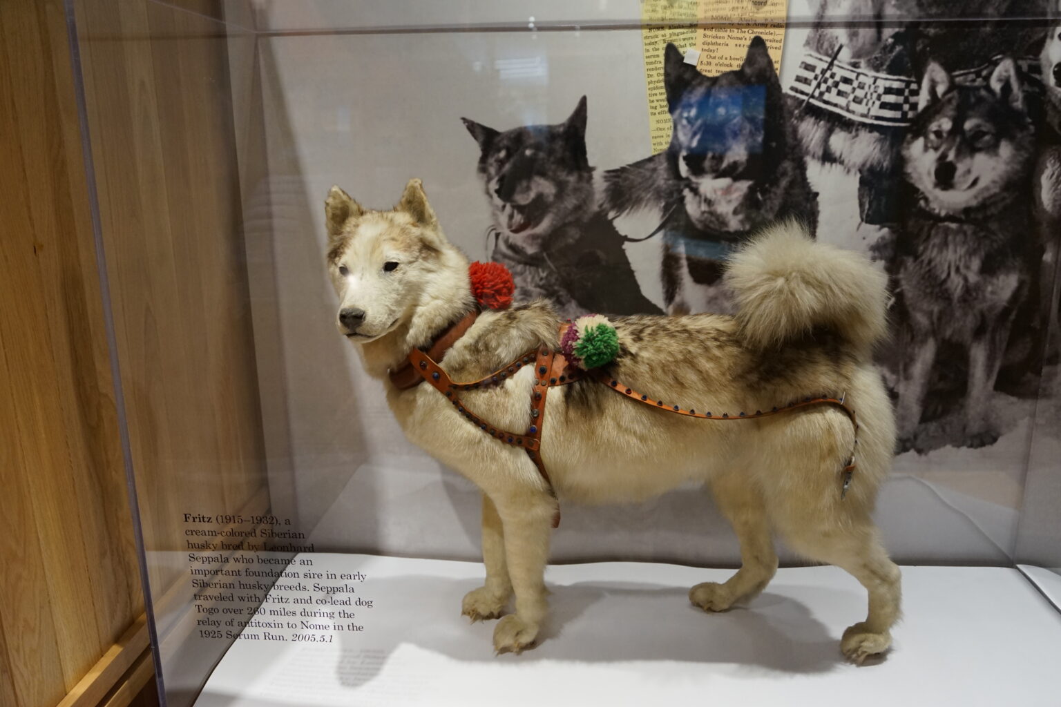 Museum and Mushing in Nome Iditarod