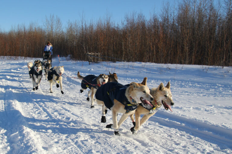 Eye On The Trail: Sled Dogs – How Do They Do What They Do? – Iditarod