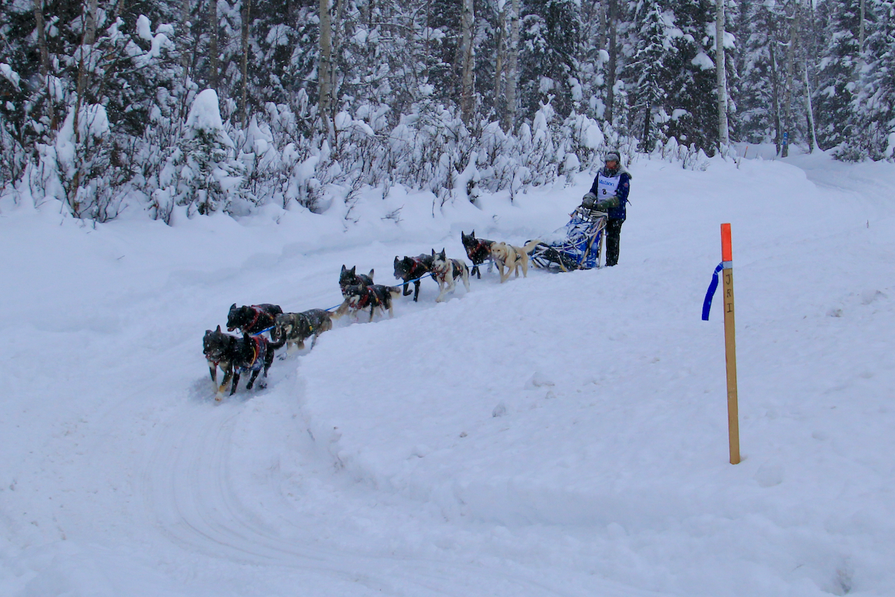 The life of a musher