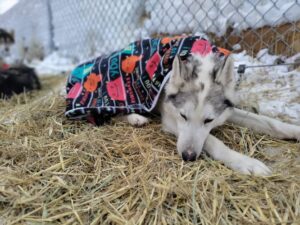 blanket, sleeping, dog