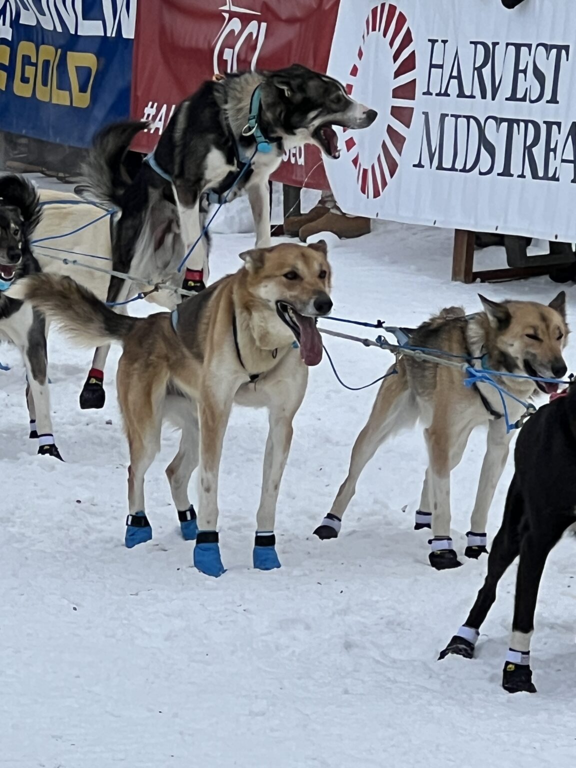 2024 Iditarod Has Begun Iditarod