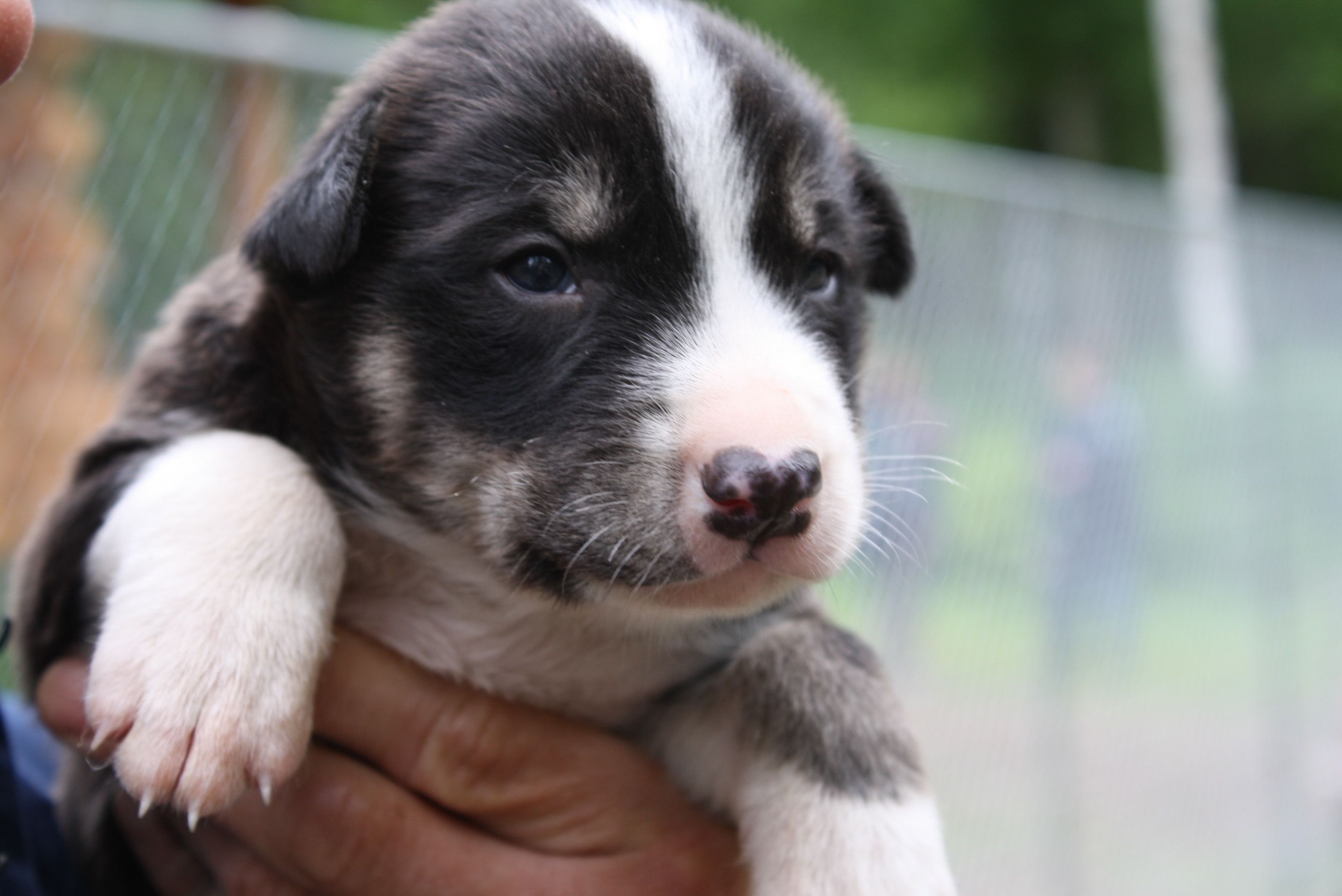 Naming Sled Dog Pups – Iditarod